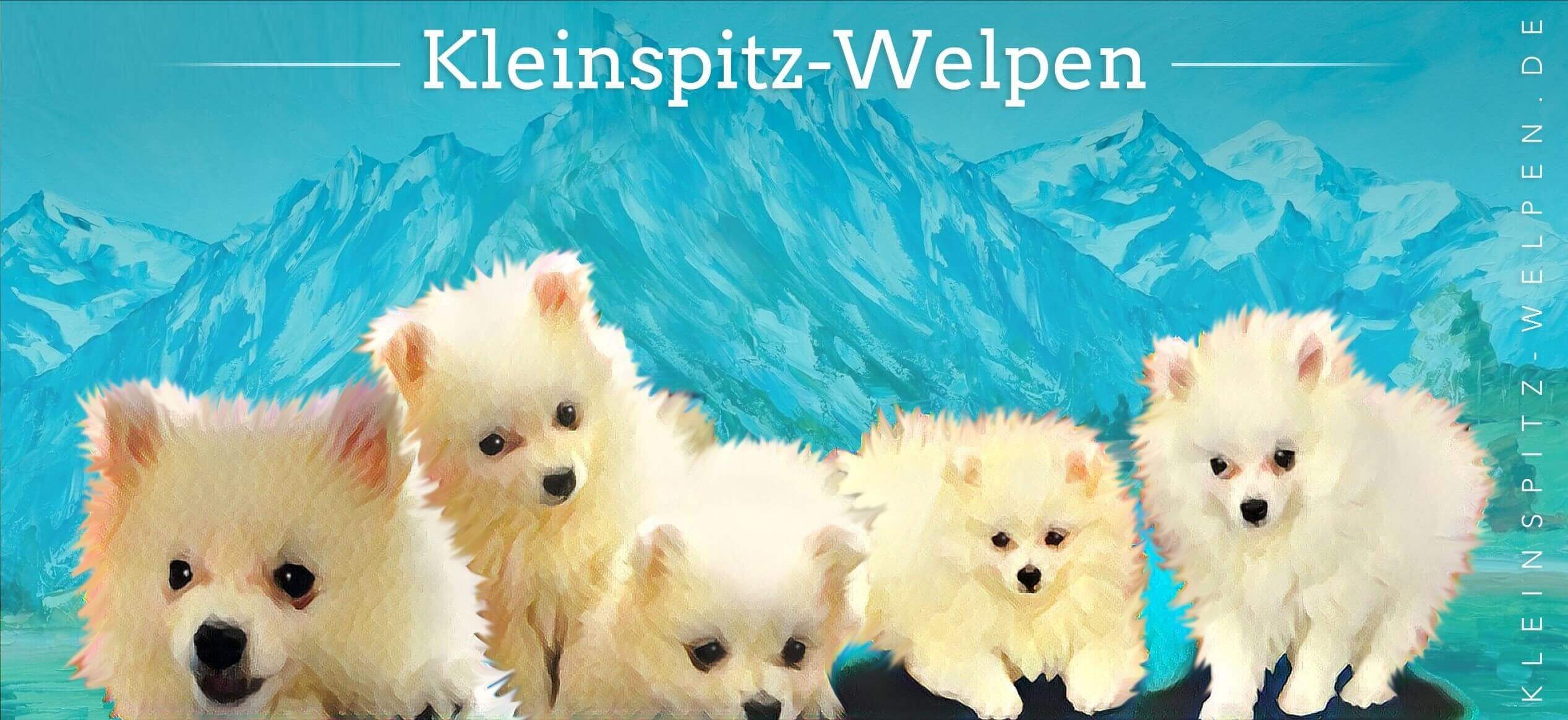KleinspitzWelpen KleinspitzWelpen.de reinrassige, weiße